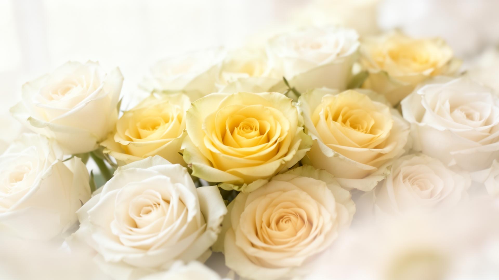 Rosas brancas e amarelas